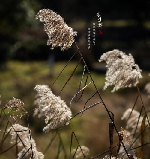 特殊节日花语是什么生肖？不同生肖对应的花语有哪些？