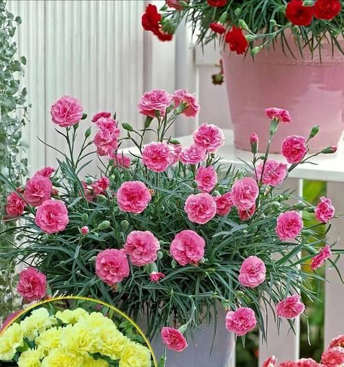 特殊节日花语是什么生肖？不同生肖对应的花语有哪些？