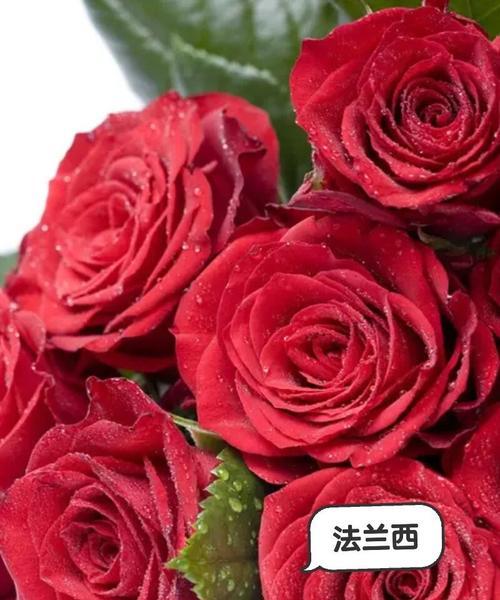 哪种花代表反抗爱情？
