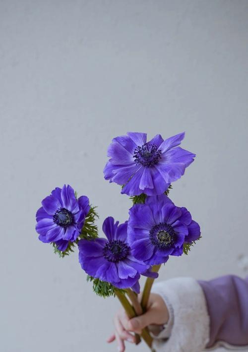 哪些花语象征着姑娘？它们各自有何寓意？