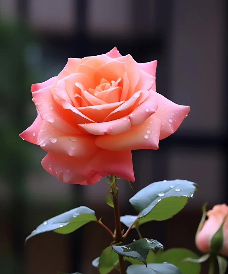哪种花代表释怀和道歉？