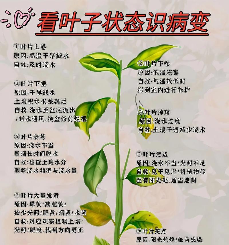 夏日花语中叶子的颜色代表什么？