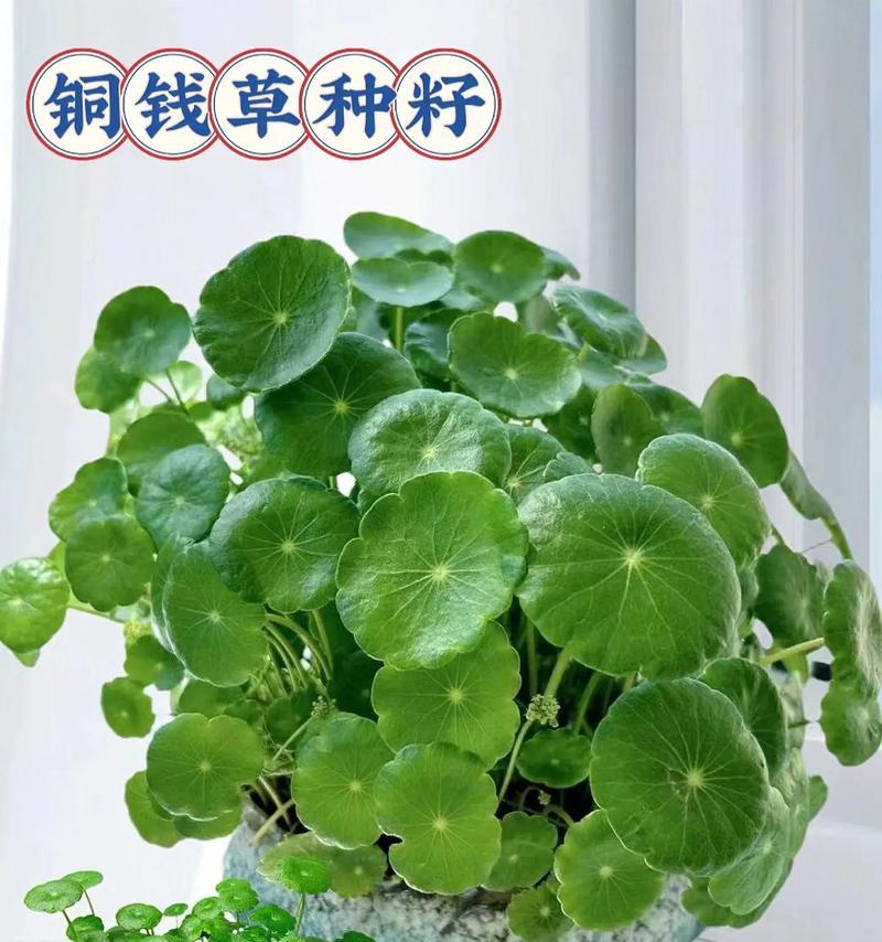 连钱草的花语有何深意？它象征着什么？
