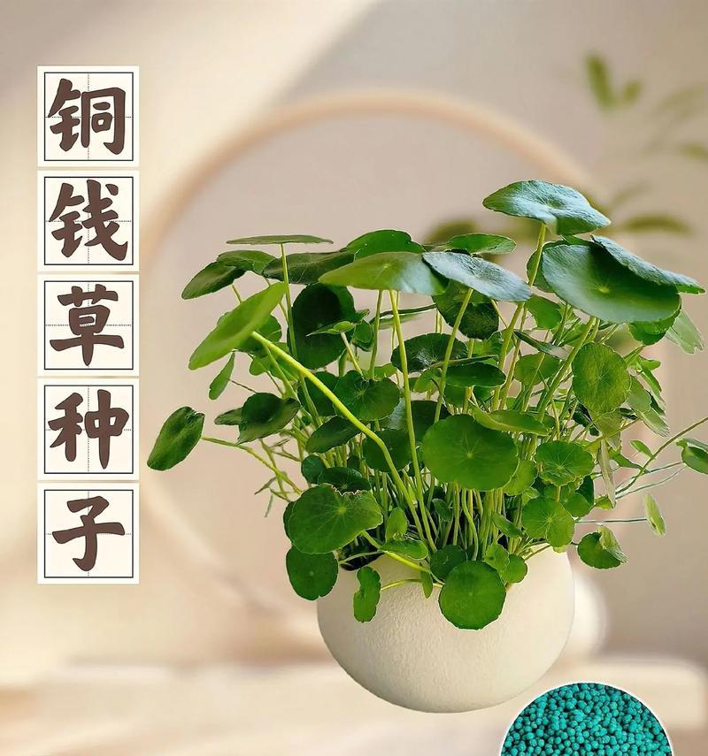 连钱草的花语有何深意？它象征着什么？