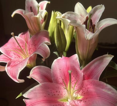 粉色表示表白的花语是什么？粉色花朵在表白中代表了什么？