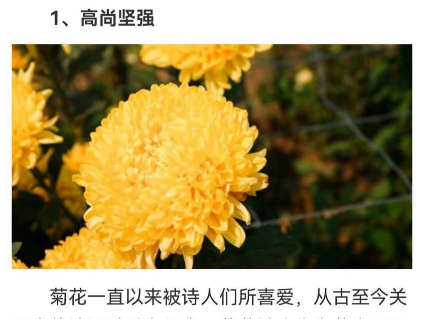 送人的菊花是什么花语和寓意？菊花在送礼中代表什么？