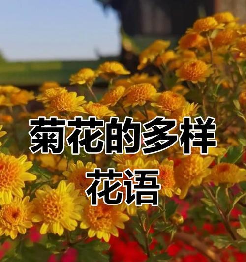 送人的菊花是什么花语和寓意？菊花在送礼中代表什么？