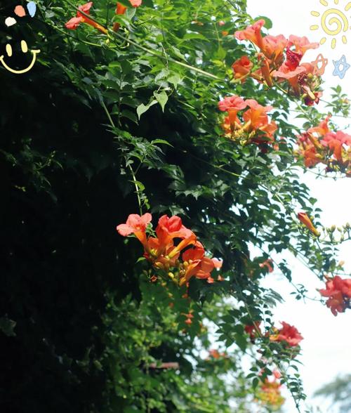 凌霄花的寓意和象征是什么？