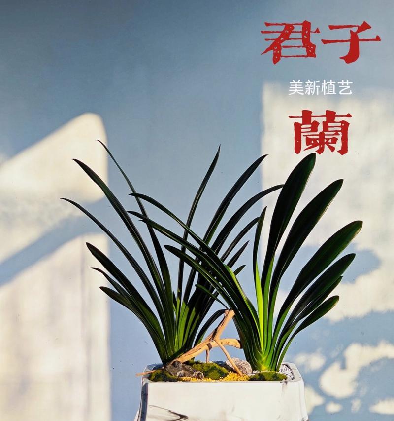 君子兰天悦品种的花语代表什么？