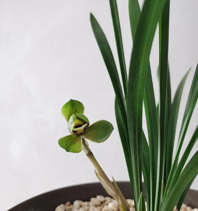 鼎和烂漫的花语有何不同？