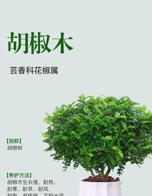 花椒味儿的花语有何特殊含义？