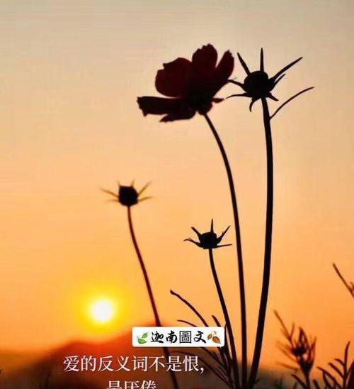 温柔的解语花语有何深层含义？