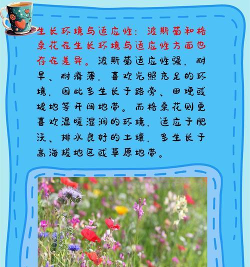 波斯菊的花语是什么？如何种植？