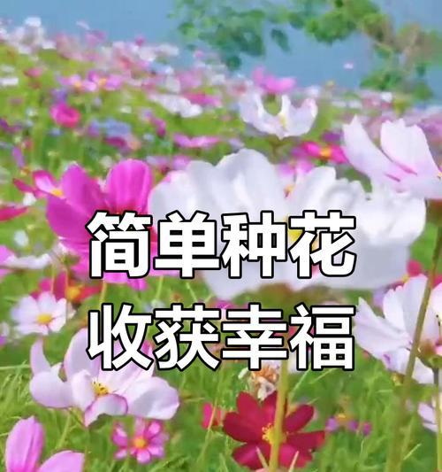 波斯菊的花语是什么？如何种植？