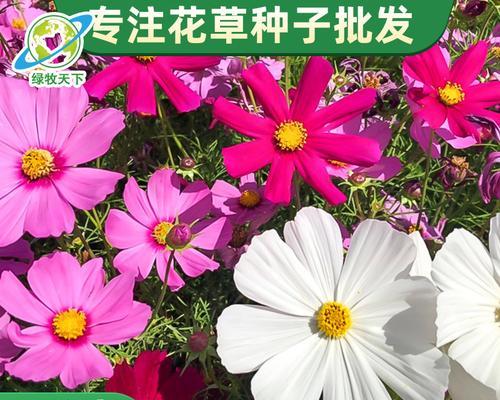 波斯菊的花语是什么？如何种植？