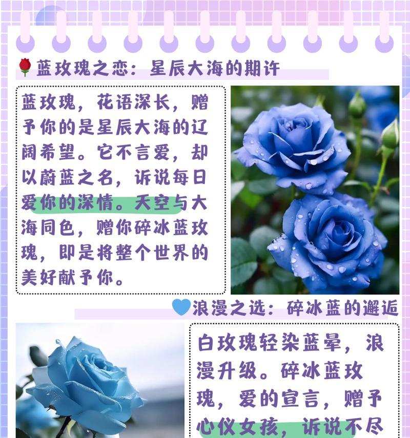 带刺玫瑰花的花语有何特别含义？