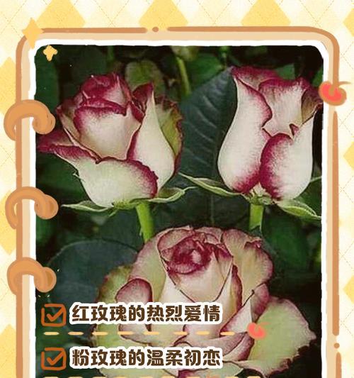 带刺玫瑰花的花语有何特别含义？