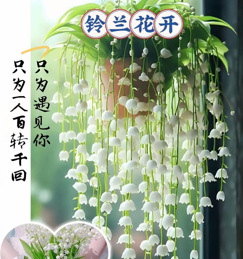 哪种花的花语是爱着所有人？它有何特别之处？