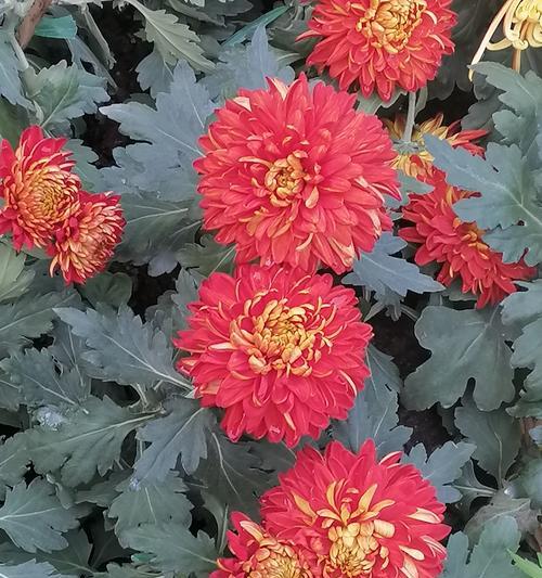 秋天的花语有哪些特别之处？