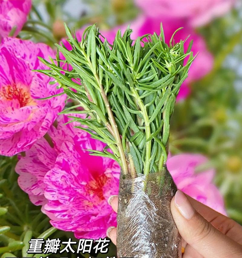 太阳花日夜的花语有何不同？太阳花的花语代表了什么？