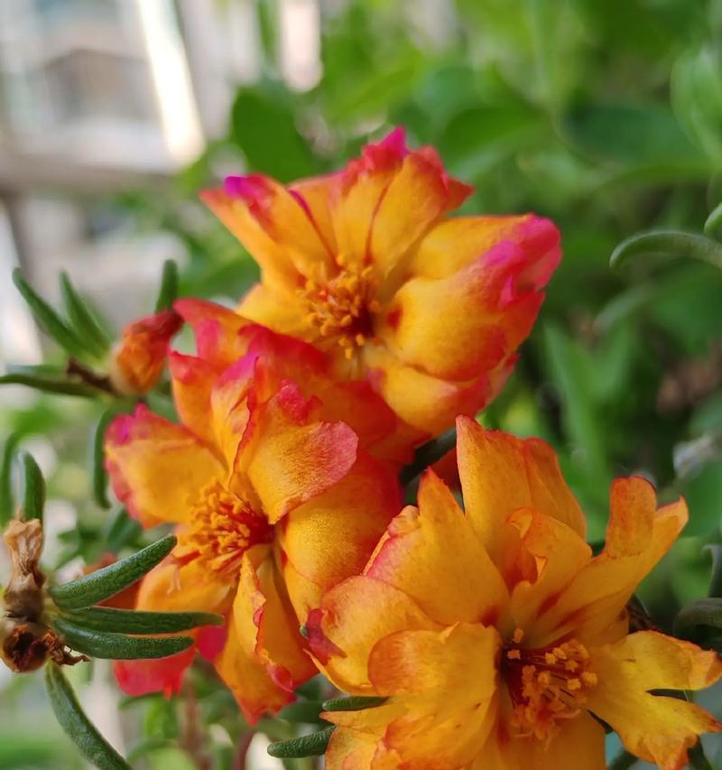 太阳花日夜的花语有何不同？太阳花的花语代表了什么？