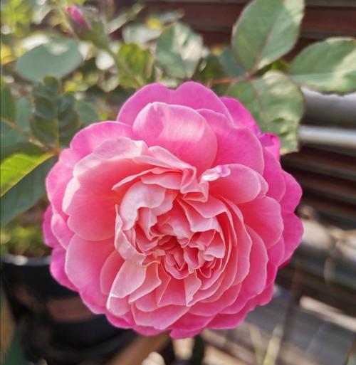 带来噩运的花语是什么花？哪种花象征着不幸？