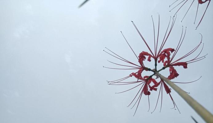 带来噩运的花语是什么花？哪种花象征着不幸？