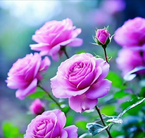 花语独爱孤儿指的是哪种花？花语独爱孤儿的花语是什么？