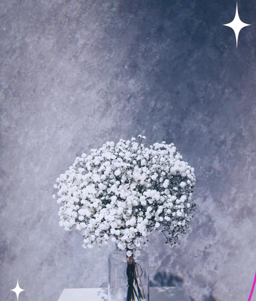 满天星的花语代表了什么？