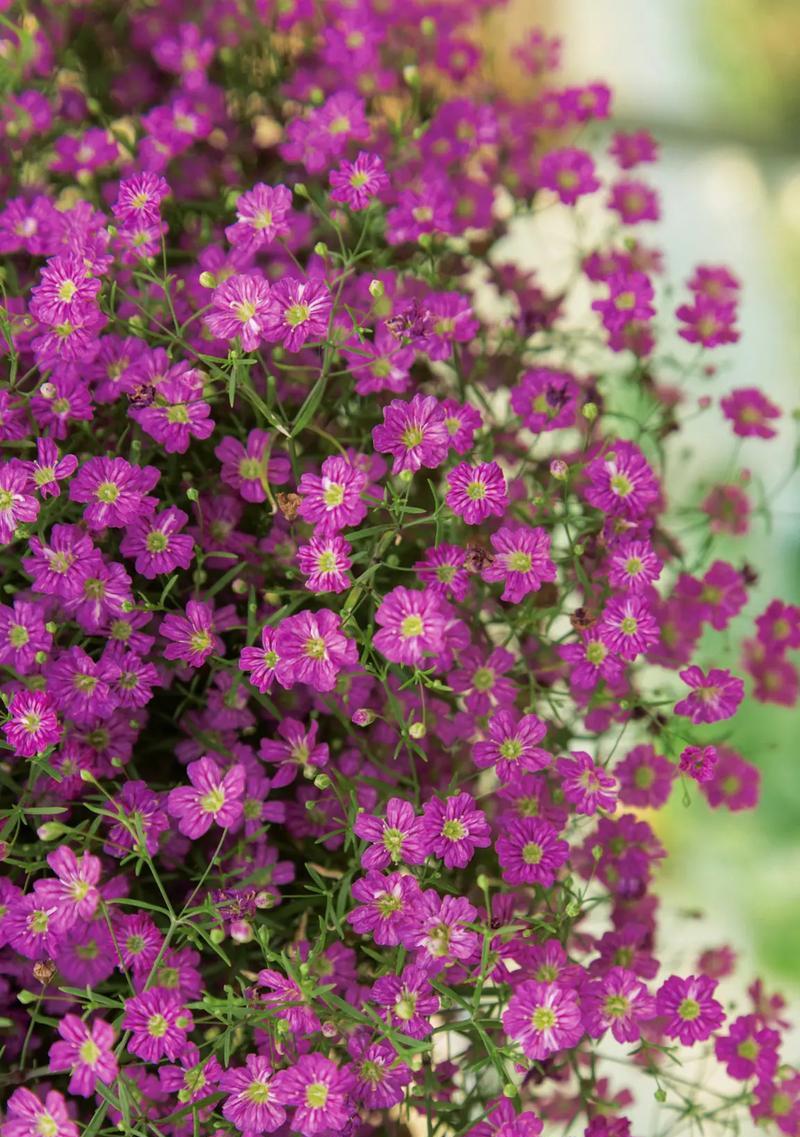 满天星的花语代表了什么？