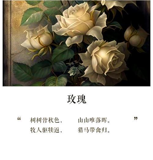 红玫瑰的花语数字代表什么？红玫瑰的寓意是什么？