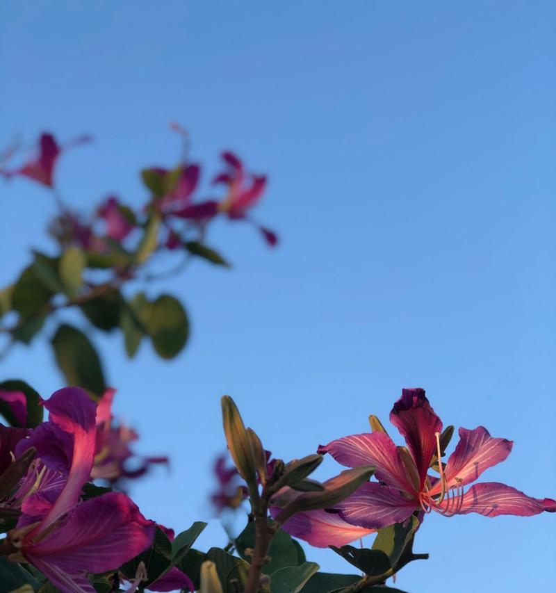 紫荆花在校园中代表什么？如何用紫荆花表达情感？