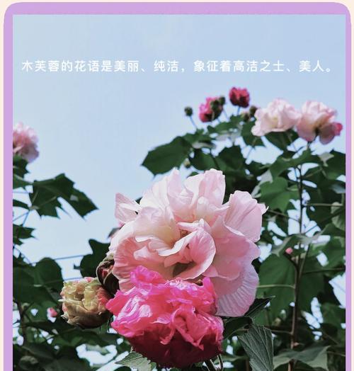 芙蓉花的花语为何被誉为最美？