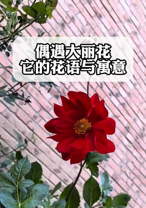 默不作声的花语寓意有哪些？如何理解？