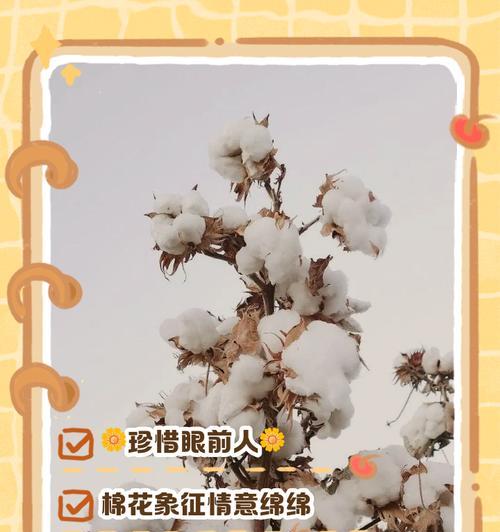 默不作声的花语寓意有哪些？如何理解？
