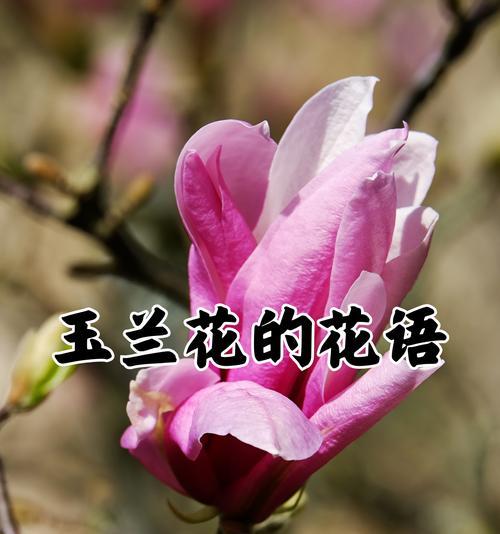 东京的象征花语是什么？代表东京的花有哪些花语？