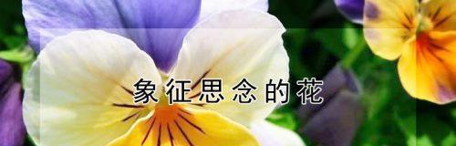 送什么花代表思念伴侣？花语中如何表达？