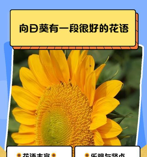 女生暗恋女生的花语是什么？如何用花语表达同性爱慕？