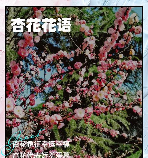 女生暗恋女生的花语是什么？如何用花语表达同性爱慕？