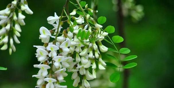 龙槐树的花语与寓意是什么？它象征着怎样的精神？