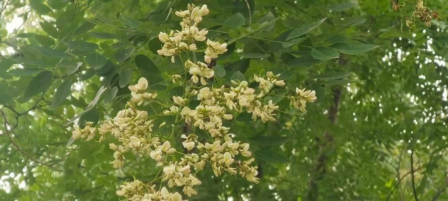 龙槐树的花语与寓意是什么？它象征着怎样的精神？