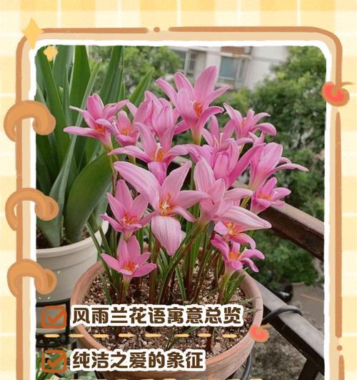 马来兰的花语有何含义？它在花语中代表了什么？