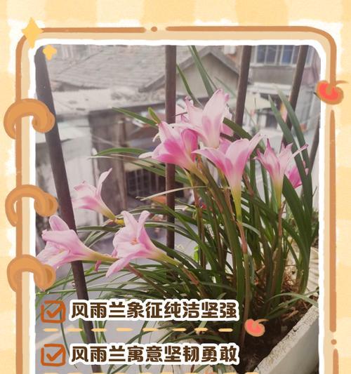 马来兰的花语有何含义？它在花语中代表了什么？