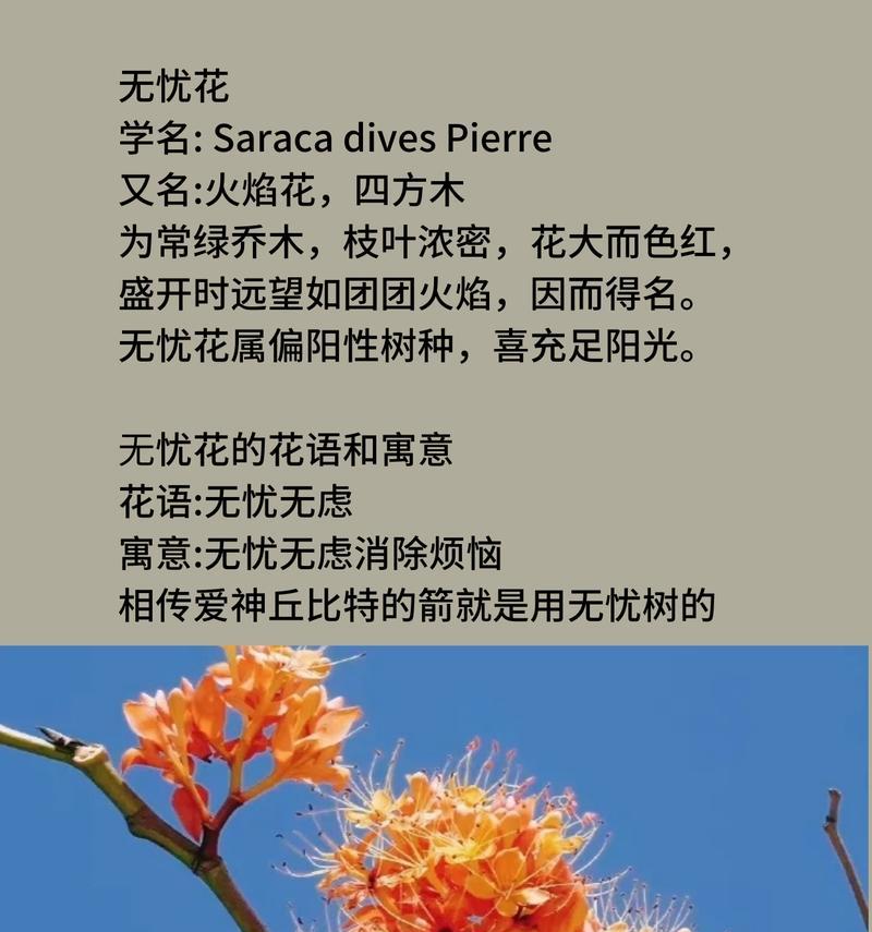 叠莲花的寓意和花语是什么？它在宗教和文化中有何地位？