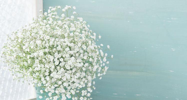 白花的花语是什么？有哪些白花代表纯洁？
