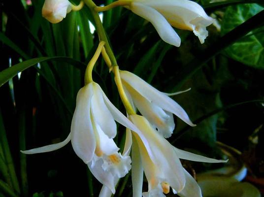 白花的花语是什么？有哪些白花代表纯洁？