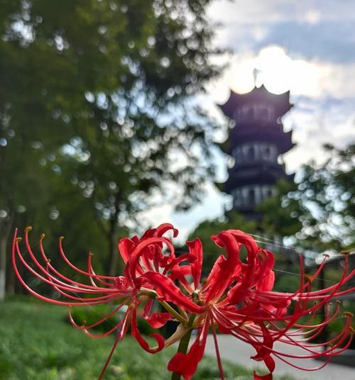 什么情况下会唤醒特定的花语？