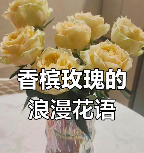 骄傲香槟的花语有何深意？它表达了哪些情感？