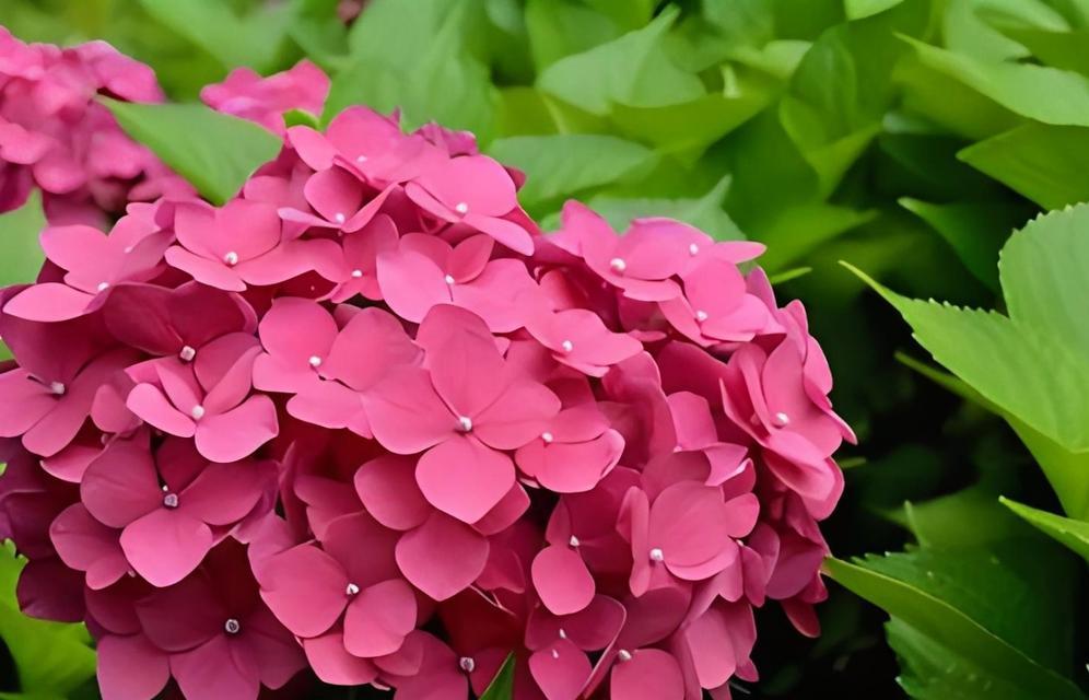 粉绣球花的花语有哪些？粉绣球花象征着什么？
