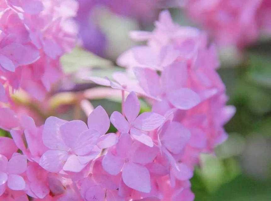 粉绣球花的花语有哪些？粉绣球花象征着什么？